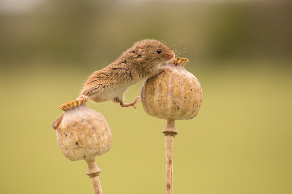 Platz 6 Nadine Mayer